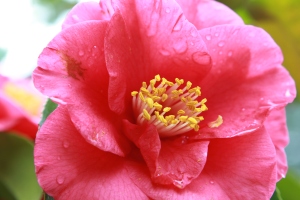 The Rose Pink Camillia